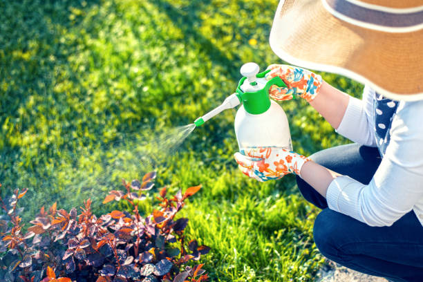 woman spraying plants using water pulverizer